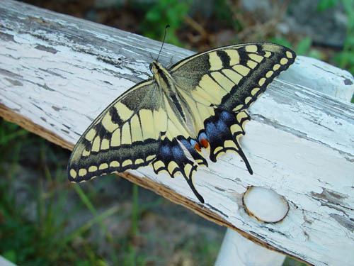 Butterfly 2