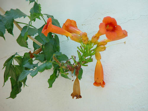 DSC03100