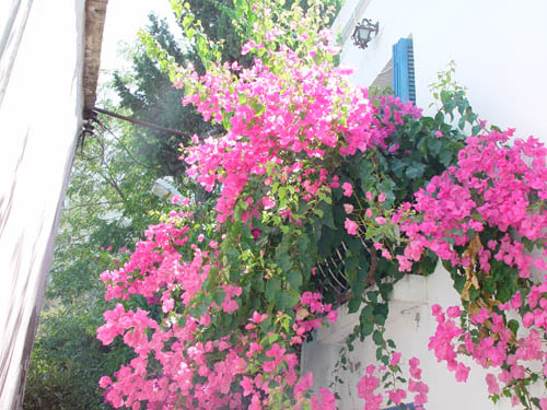 flowers2