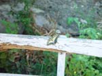 Butterfly 1