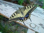 Butterfly 2
