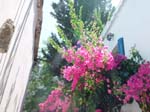 flowers1