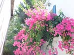 flowers2