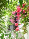 flowers3