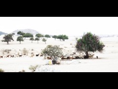 45  Herd of goats, Koshi