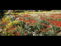 55  flowers, ayia Napa