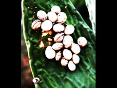 59  snails on cactus