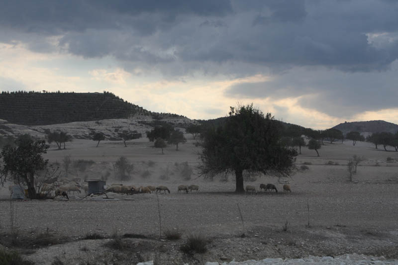 20081011_Larnaca district_0506