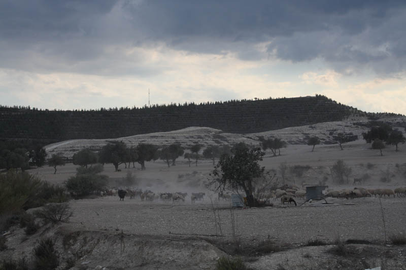 20081011_Larnaca district_0507