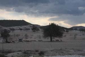 20081011_Larnaca district_0506