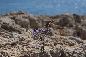 20081019_Cape Pyla_1454