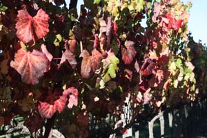 Napa Valley (22)