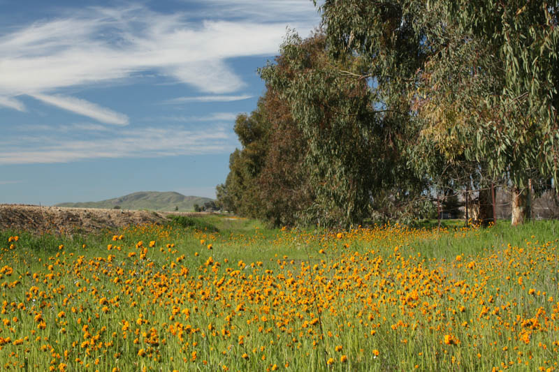 20090224_Around Fresno_2583