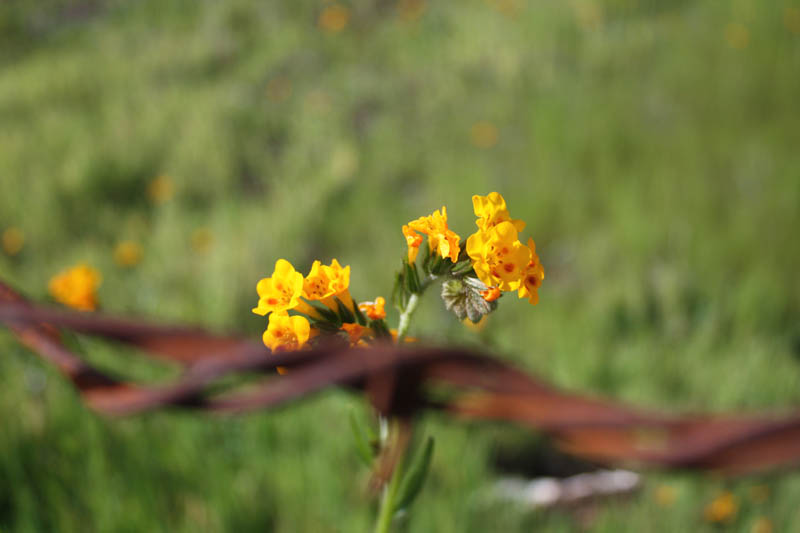 20090224_Around Fresno_2586