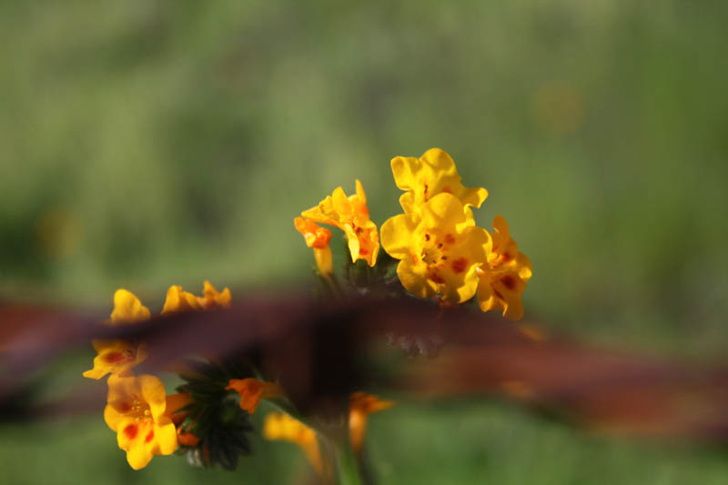 20090224_Around Fresno_2588