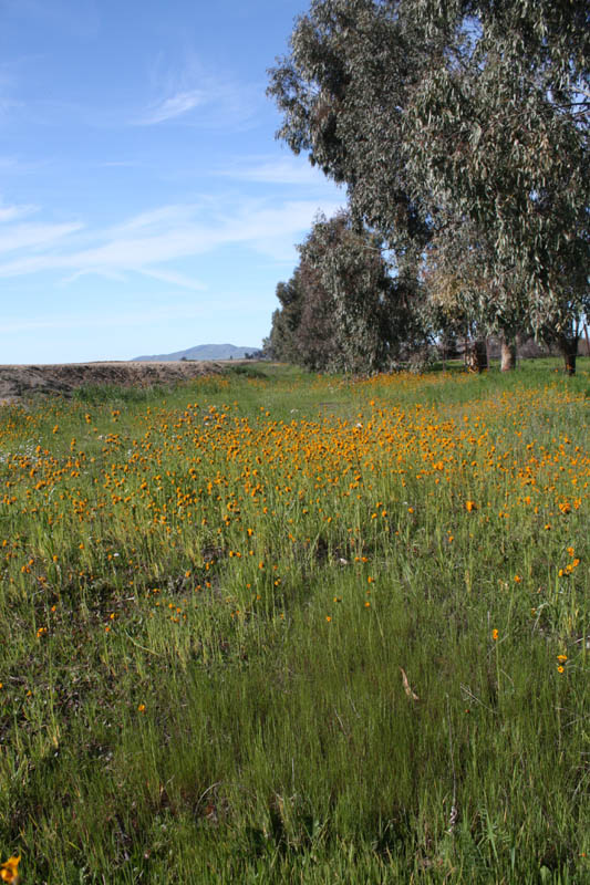 20090224_Around Fresno_2589