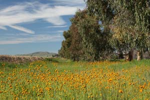 20090224_Around Fresno_2583
