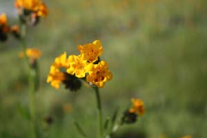 20090224_Around Fresno_2585
