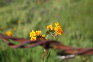20090224_Around Fresno_2586