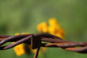 20090224_Around Fresno_2587