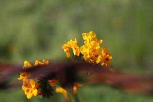 20090224_Around Fresno_2588