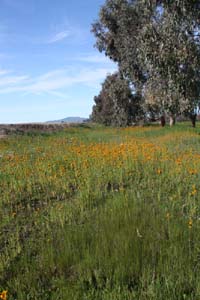 20090224_Around Fresno_2589