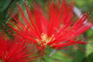 20090502_Fresno Gardens_2856