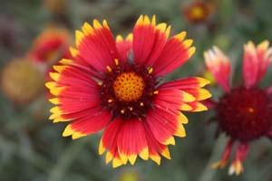20090502_Fresno Gardens_2858