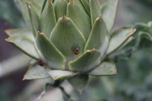 20090502_Fresno Gardens_2862