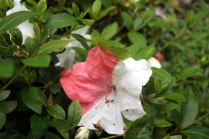 20090502_Fresno Gardens_2866