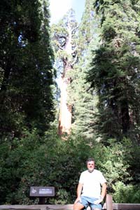 Big tree !