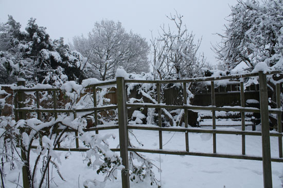 Garden at no 40_
