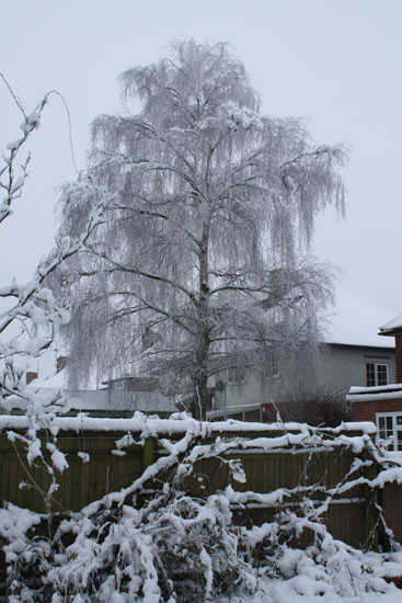 Silver birch next door