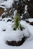 20091223_snow in Sonning_0345