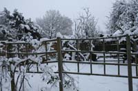 Garden at no 40_