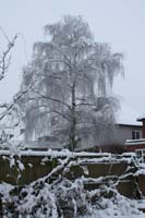 Silver birch next door