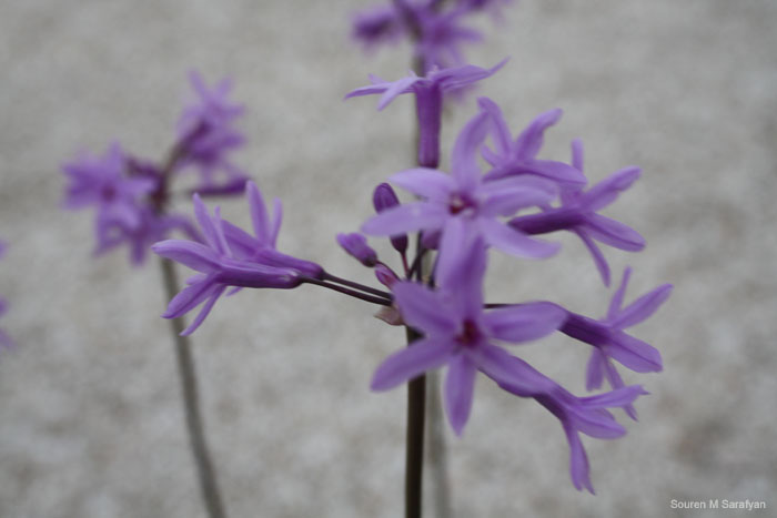 20100410_Cyprus_2010_1054