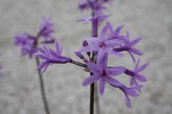 20100410_Cyprus_2010_1054
