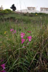 20100411_Cyprus_2010_0908
